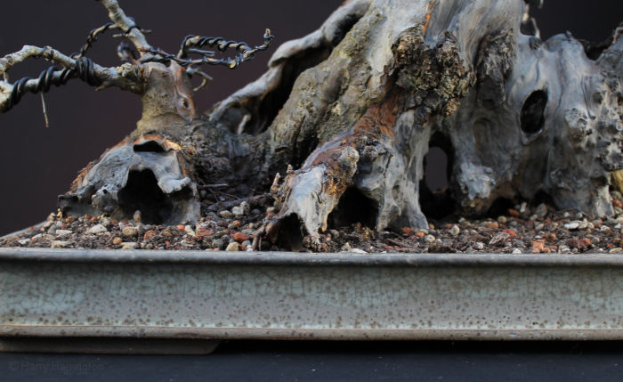 Crab Apple Bonsai Carving and Styling